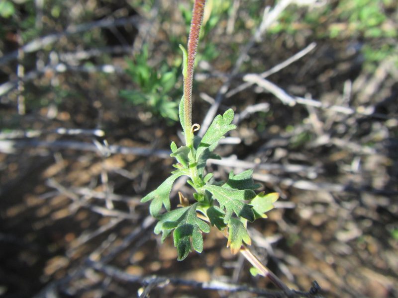 Felicia brevifolia, photographed by douglaseustonbrown
