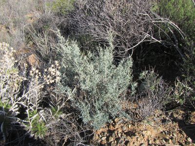 Antizoma miersiana, photographed by douglaseustonbrown
