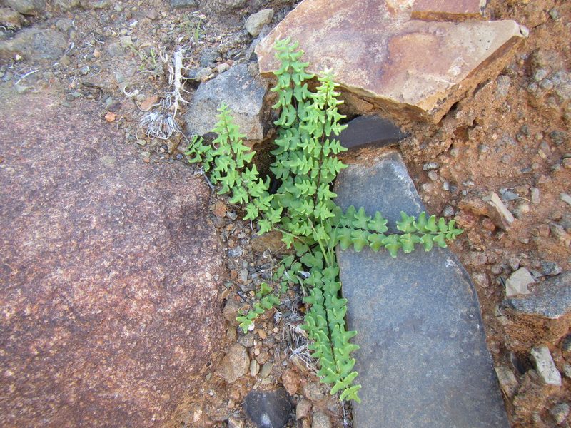 Choristosoria namaquensis, photographed by douglaseustonbrown