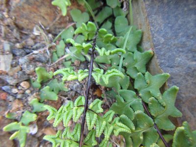 Choristosoria namaquensis, photographed by douglaseustonbrown