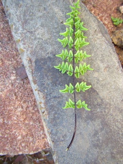 Choristosoria namaquensis, photographed by douglaseustonbrown