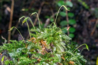 Rhizogonium distichum, photographed by Jeremy Rolfe