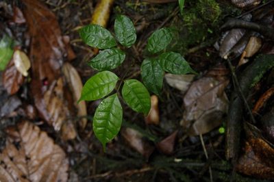 Dacryodes excelsa, photographed by Eric Knight