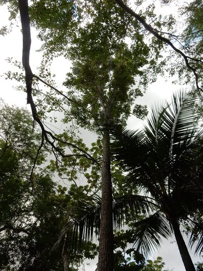 Catalpa longissima, photographed by Yolanda M. Leon