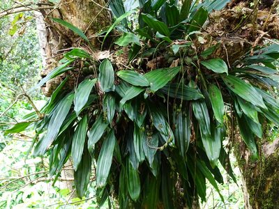 Coelogyne pallida, photographed by Ajit Ampalakkad