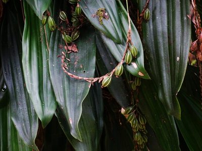 Coelogyne pallida, photographed by Ajit Ampalakkad