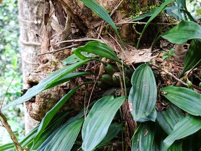 Coelogyne pallida, photographed by Ajit Ampalakkad