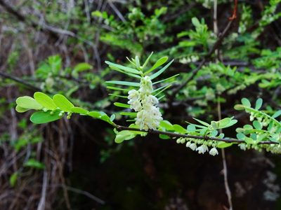 Phyllanthus racemosus, photographed by Ajit Ampalakkad