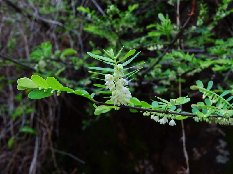Phyllanthus racemosus, photographed by Ajit Ampalakkad