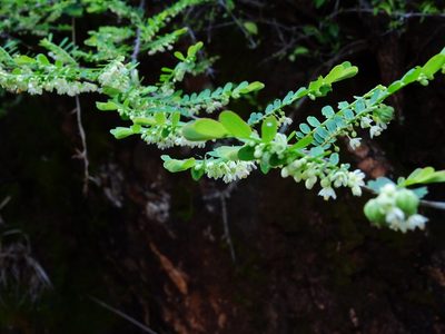 Phyllanthus racemosus, photographed by Ajit Ampalakkad