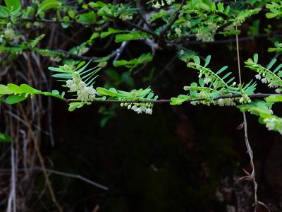 Phyllanthus racemosus, photographed by Ajit Ampalakkad