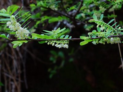 Phyllanthus racemosus, photographed by Ajit Ampalakkad
