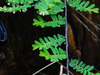 Phyllanthus racemosus, photographed by Ajit Ampalakkad