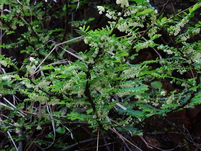 Phyllanthus racemosus, photographed by Ajit Ampalakkad