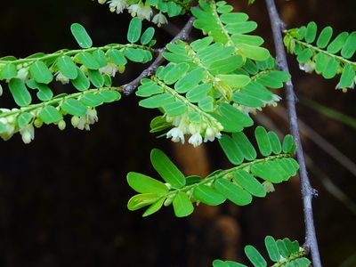 Phyllanthus racemosus, photographed by Ajit Ampalakkad
