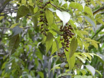 Picramnia pentandra, photographed by Yolanda M. Leon