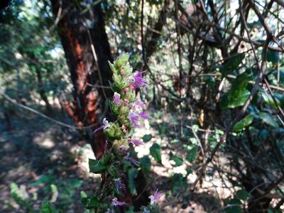 Pogostemon benghalensis, photographed by Ajit Ampalakkad