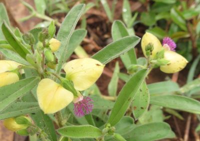 Polygala javana, photographed by Ajit Ampalakkad
