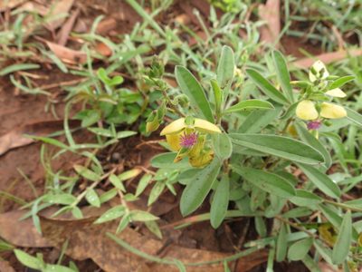 Polygala javana, photographed by Ajit Ampalakkad