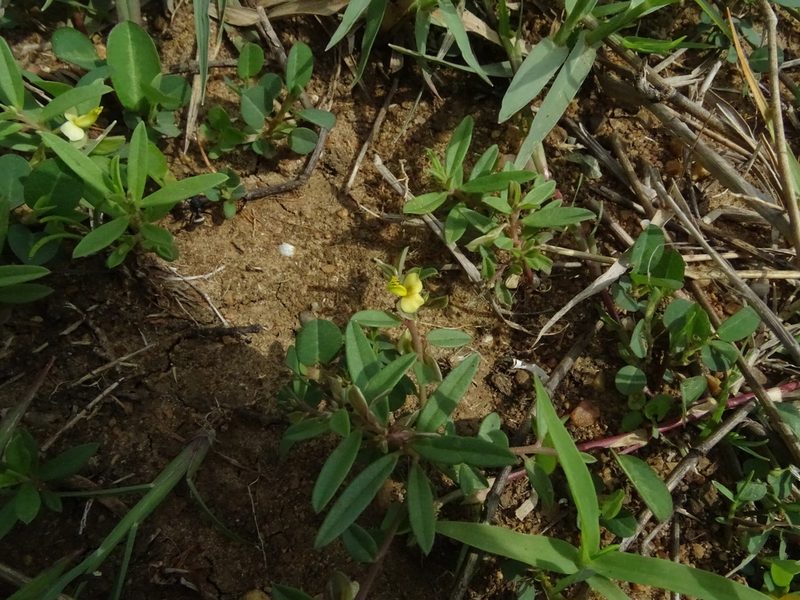 Polygala arvensis, photographed by Ajit Ampalakkad