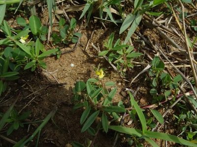 Polygala arvensis, photographed by Ajit Ampalakkad