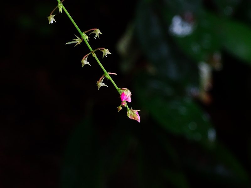 Pseudarthria viscida, photographed by Ajit Ampalakkad