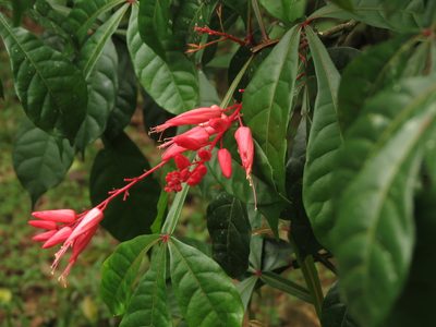 Quassia amara, photographed by Ajit Ampalakkad