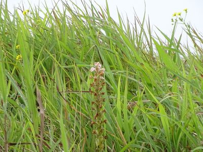 Satyrium nepalense, photographed by Ajit Ampalakkad