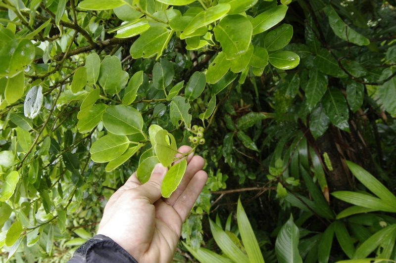 Ilex sideroxyloides, photographed by Eric Knight