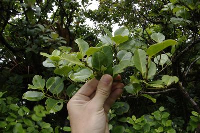Ilex sideroxyloides, photographed by Eric Knight