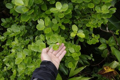 Ilex sideroxyloides, photographed by Eric Knight