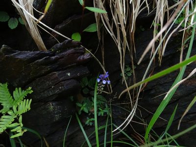 Scutellaria violacea, photographed by Ajit Ampalakkad