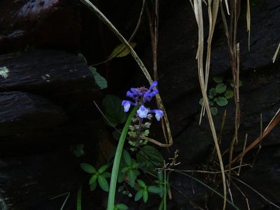 Scutellaria violacea, photographed by Ajit Ampalakkad