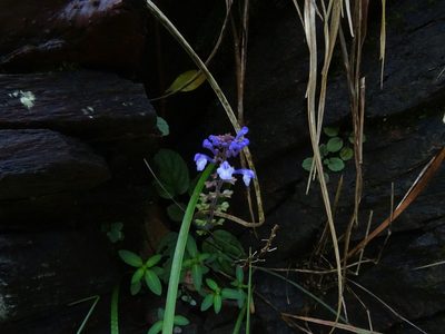Scutellaria violacea, photographed by Ajit Ampalakkad