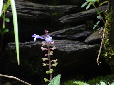 Scutellaria violacea, photographed by Ajit Ampalakkad