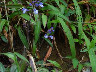 Scutellaria violacea, photographed by Ajit Ampalakkad