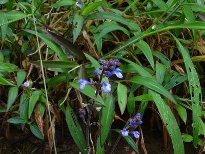 Scutellaria violacea, photographed by Ajit Ampalakkad