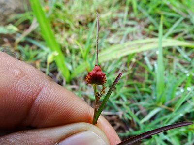 Microstachys chamaelea, photographed by Ajit Ampalakkad