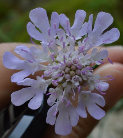 Scabiosa triandra, photographed by Irene Saltini