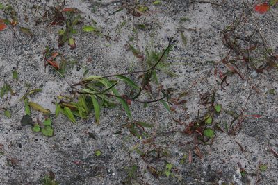 Saussurea alpina, photographed by Dmitriy Bochkov