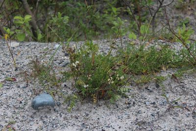 Oxytropis sordida, photographed by Dmitriy Bochkov