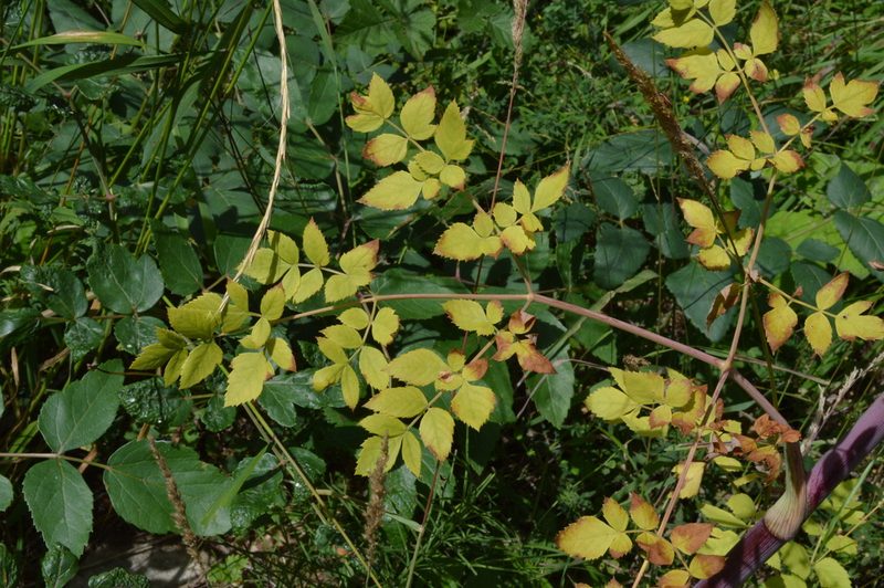 Peucedanum verticillare, photographed by Irene Saltini