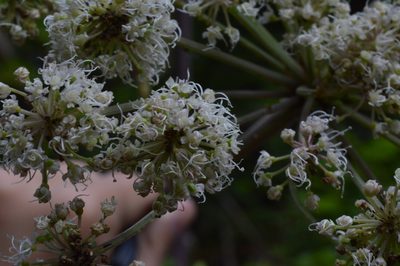 Peucedanum verticillare, photographed by Irene Saltini