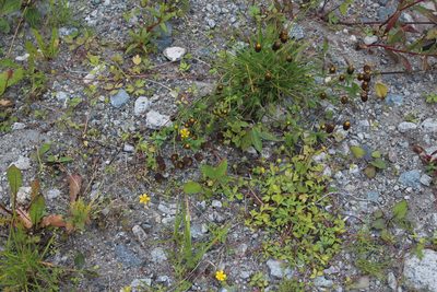 Trifolium spadiceum, photographed by Dmitriy Bochkov