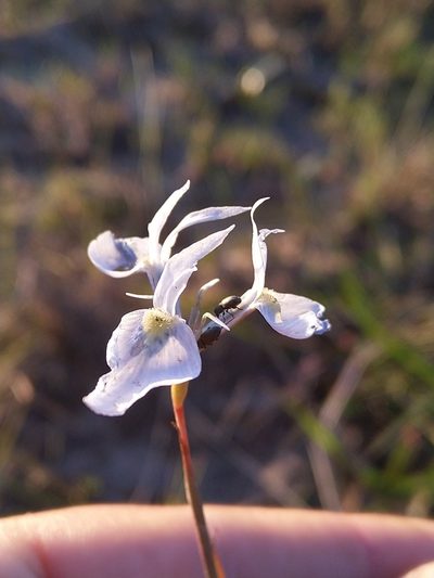 Moraea mutila, photographed by Jacques van der Merwe