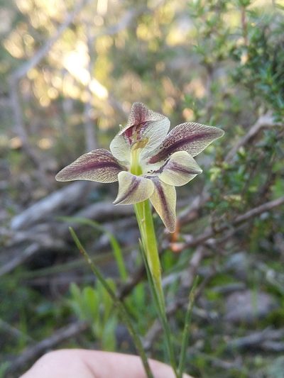 Gladiolus hyalinus, photographed by Jacques van der Merwe