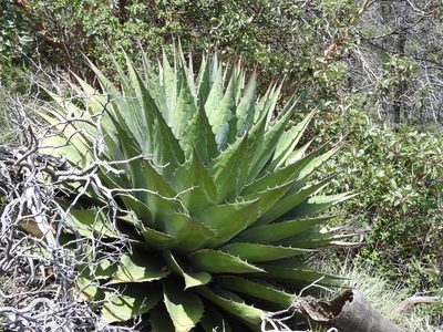 Agave montana, photographed by Leticia Jiménez Hernández