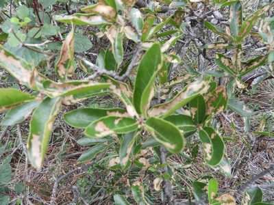 Quercus saltillensis, photographed by Leticia Jiménez Hernández