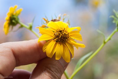 Helianthus californicus, photographed by Ken-ichi Ueda