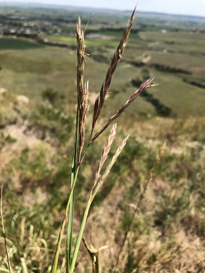 Andropogon hallii, photographed by Parker Hopkins